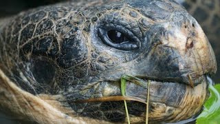 Biggest Tortoise Ever Seen Unknown