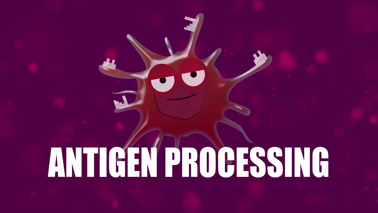 Supercytes - How to say 'Antigen processing'