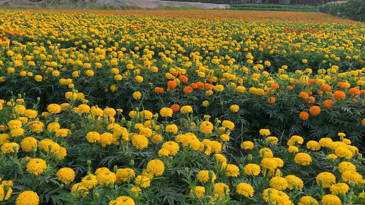 BÁN HOA TẾT TẠI RUỘNG,HOA ĐẸP GIÁ LẠI RẺ,X THỚI SƠN TP HCM