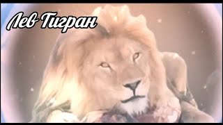 Лев Тигран. После обеда надо помыть лапки и спать 🥰 #lion #animals #тигран