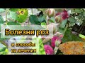 Самые распространенные болезни роз и методы их лечения