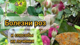 Самые распространенные болезни роз и методы их лечения