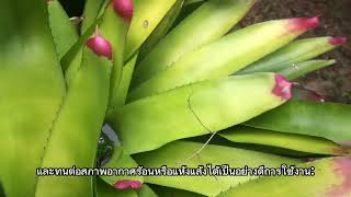 Sira Shows You Around: The Plant in the Picture Is a Bromeliad