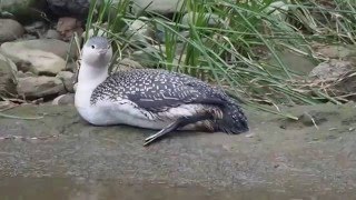1041228萬里瑪鍊溪紅喉潛鳥6