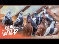 How Do Birds Find Their Way Home Paranormal Pigeons Real Wild 