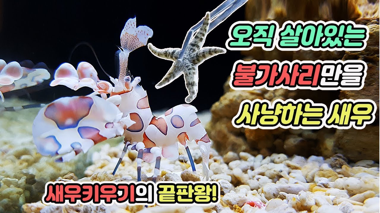 살아있는 불가사리만을 먹고 산다는 화려함 끝판왕 새우를 입양했습니다![TV생물도감]