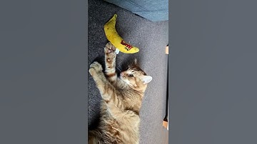 Cute ginger cat playing with a catnip banana #cat #youtube #short