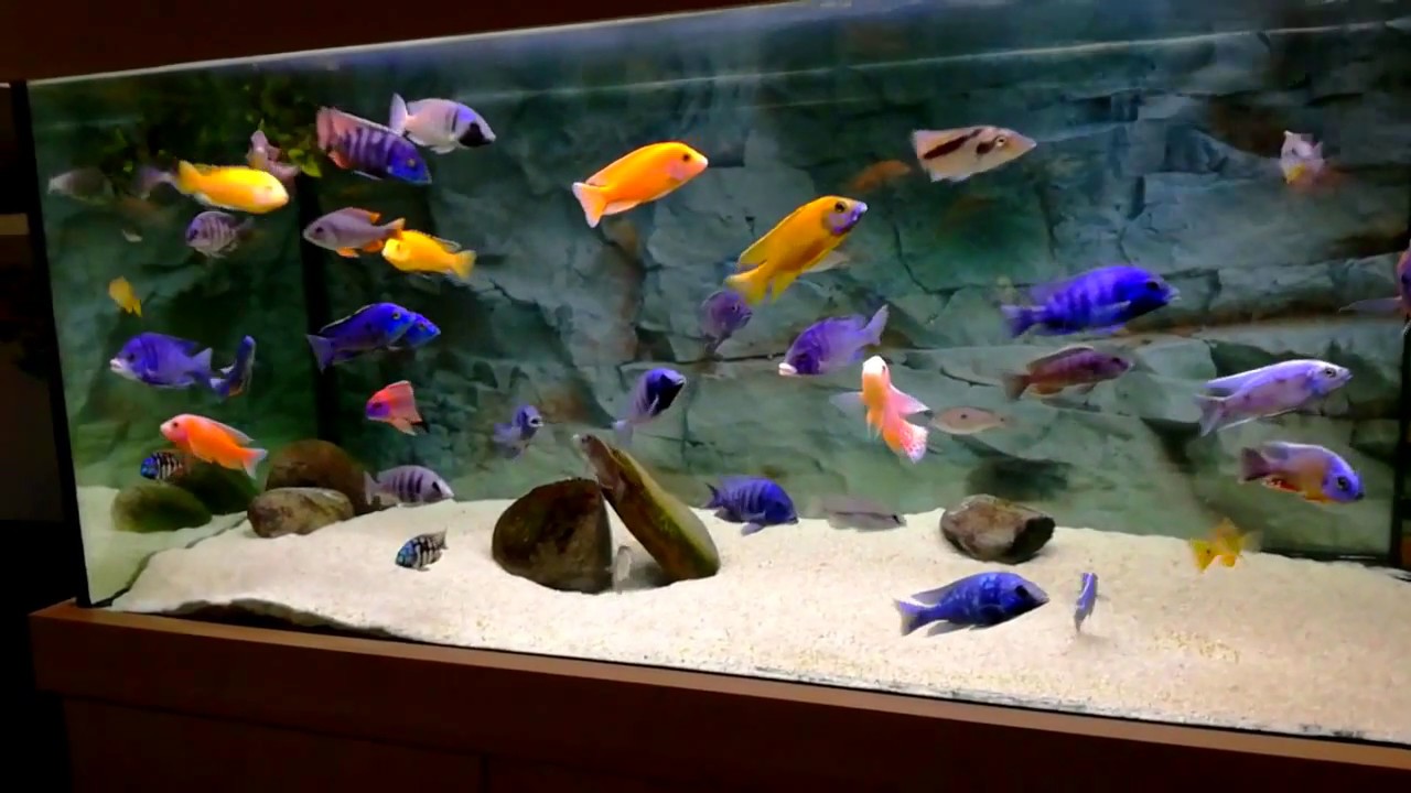 Malawi cichlids 200 gallon tank YouTube