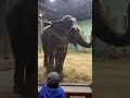 The camera stopped recording by itself. #animals #shorts #kids