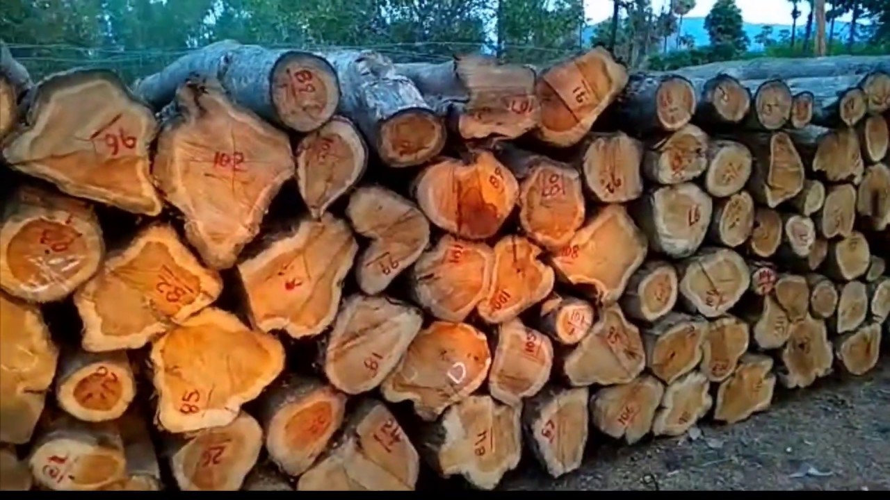 Best Teak Timber Logs For Sale Forest Department Approved Teak Wood best-teak-timber-logs-for-sale-forest-department-approved-teak-wood