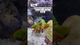 My MANTIS SHRIMP is a ladies man