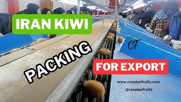Iranian KIWI, Packing for India