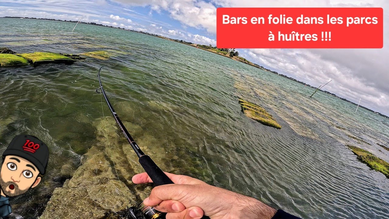 La pêche du Bar en Bretagne dans les parcs à Huitres et Moules