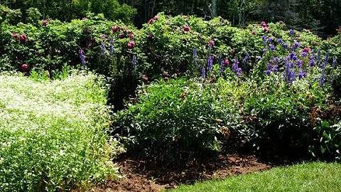 Mark 14:26-31 "Jesus Foretells Peters Denial"