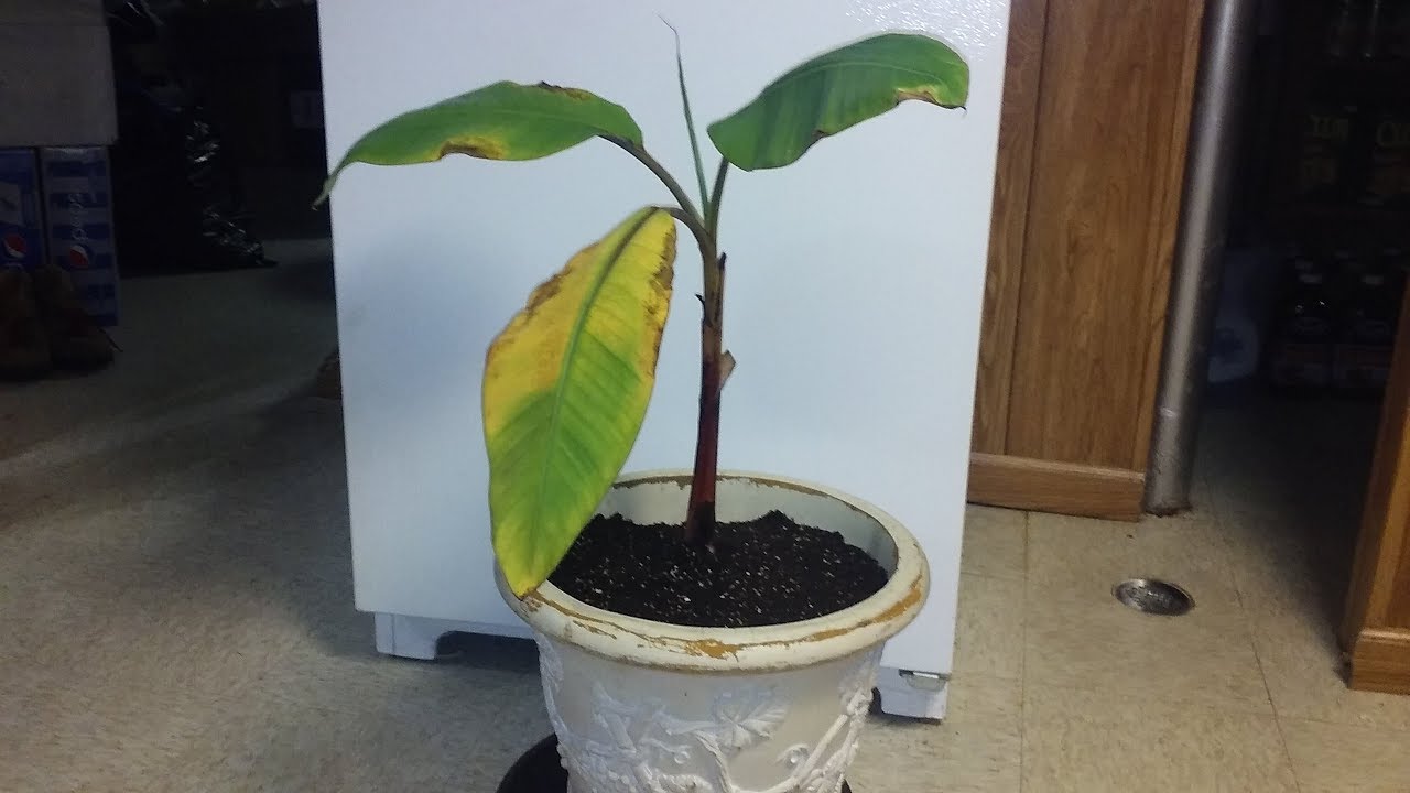episode45 repotting Cuban Red Banana plant YouTube