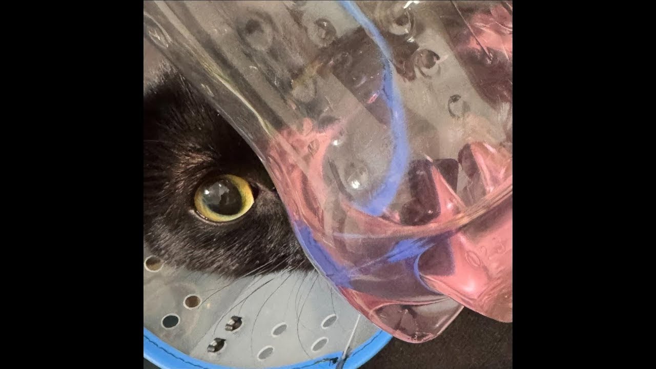 [[FREE]] d0llywood1 x elxnce x digicore type beat - liqui (prod. xenon) | Dubstep Type Beat