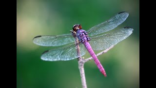 Dragonfly as a Spirit Guide: What it Means When You're Seeing Dragonflies Everywhere