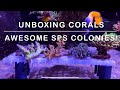 Adding new acro coloniesagain  sps haul