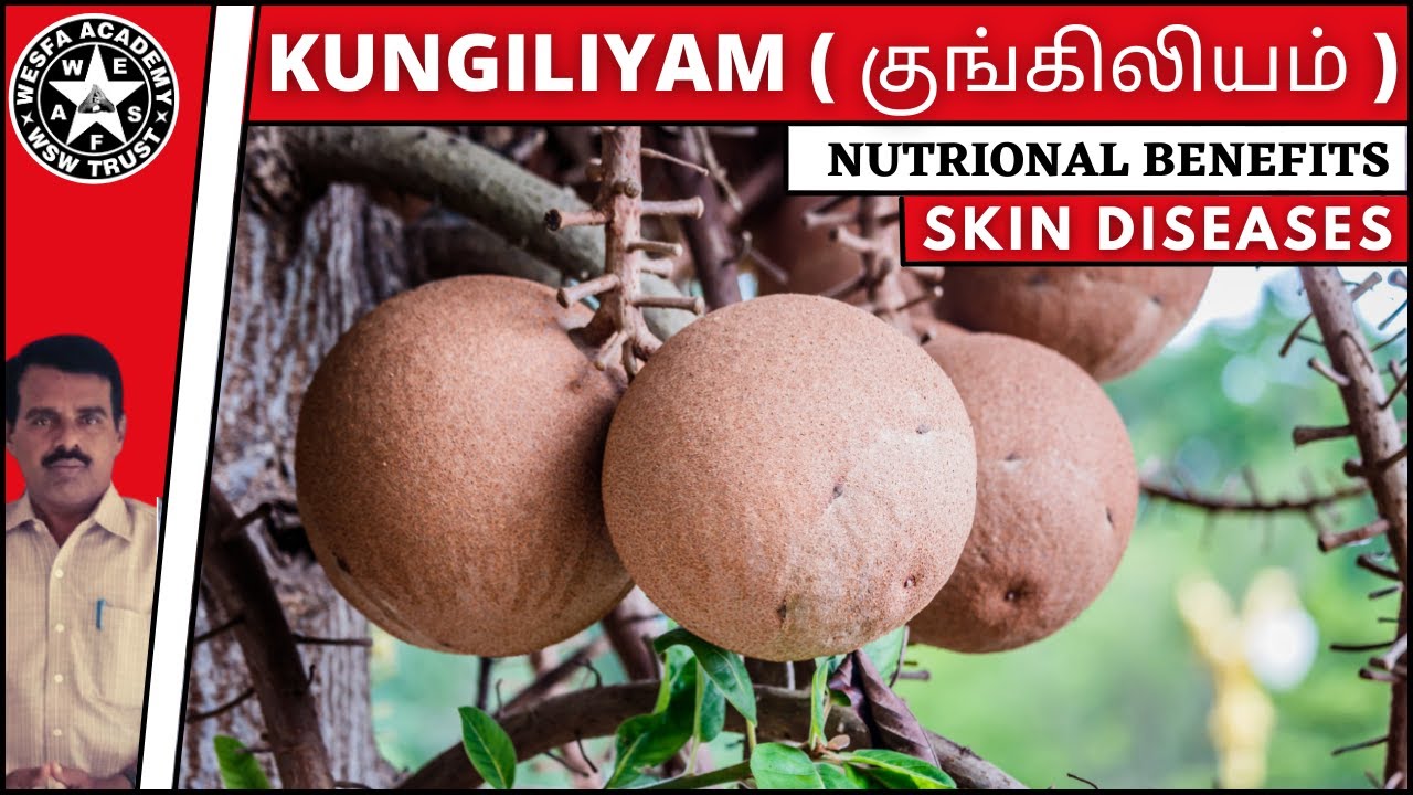 Kungiliyam Herbal Guggul Tamil YouTube kungiliyam-herbal-guggul-tamil-youtube