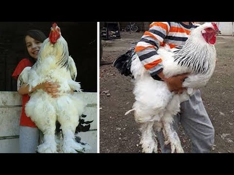 Video: Bir Predator Proof Tavuk Kümesi Nasıl Yapılır