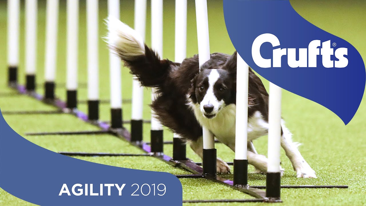 youtube crufts 2019 day 4