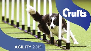 Agility Singles Heat – Medium | Crufts 2019 screenshot 2