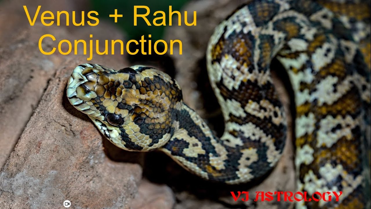 Venus Rahu Conjunction