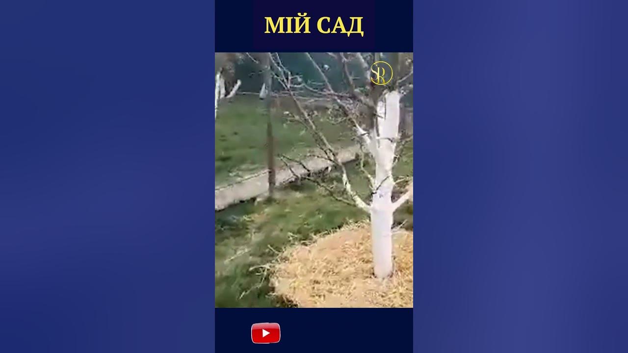 МІЙ САД. 🍎🌳🍏Побілка дерев.🍐🍑🍒Як ПРАВИЛЬНО БІЛИТИ ДЕРЕВА. Побілка дерев ...
