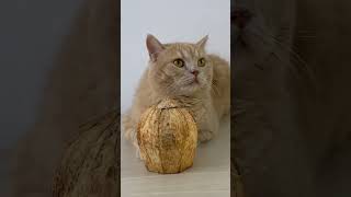 funny animals cat videos #cat #coconut #humor #shorts