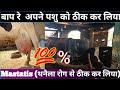 देखिये rbp dairy farm में थनैला पशु को कैसे ठीक किया गया 100% ठीक होगया