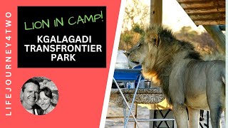 Kgalagadi National Park Camping and SelfDrive Safari  lions in camp twice!