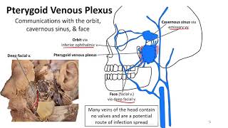 Mastication LO  Pterygoid Venous Plexus