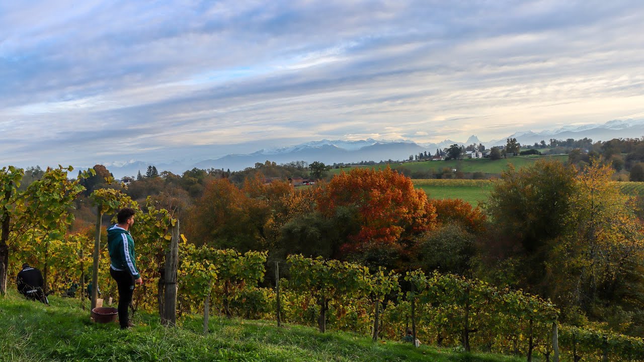 La Section aux vendanges tardives de la Cave de Gan Jurançon