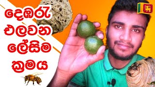 how to remove hornets beekeeping Sri Lanka Resimi