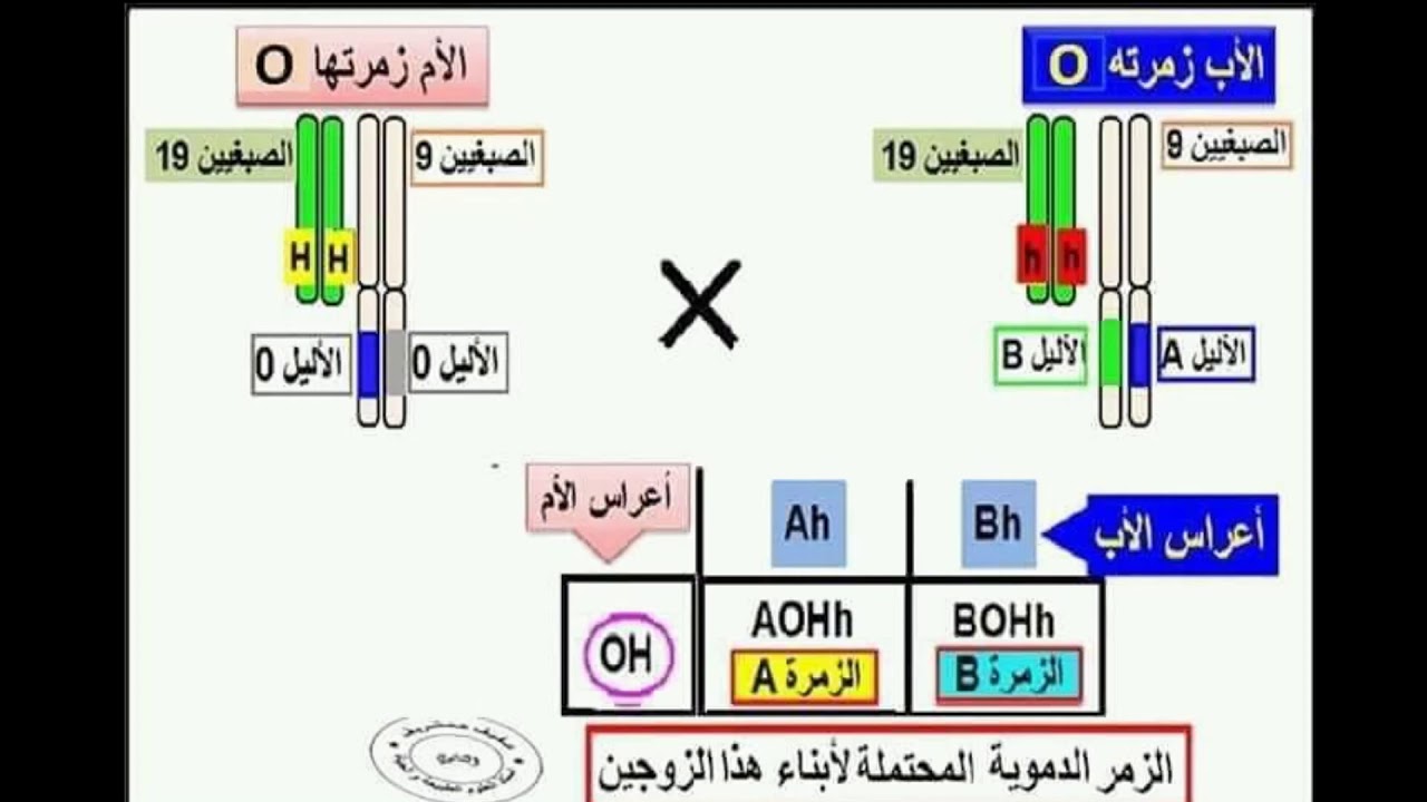 تحكم مورثتين فى صفة واحدة