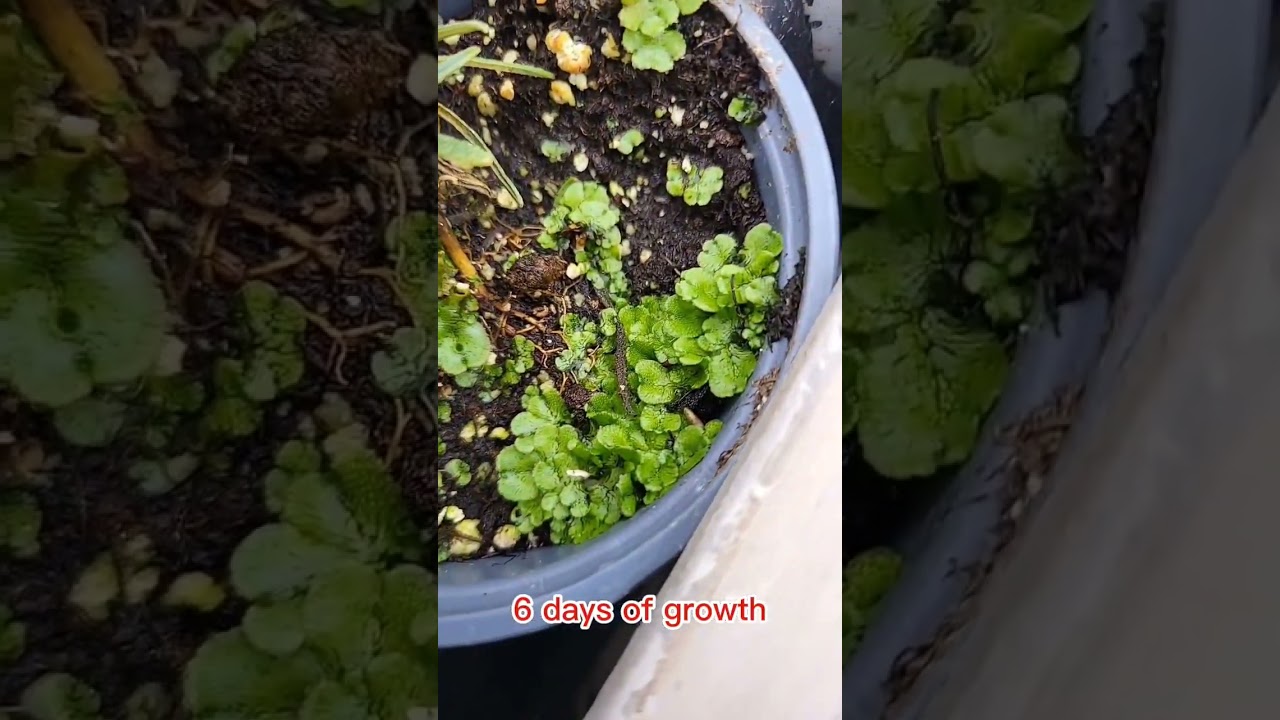 Liverwort, What To Look For, What To Do