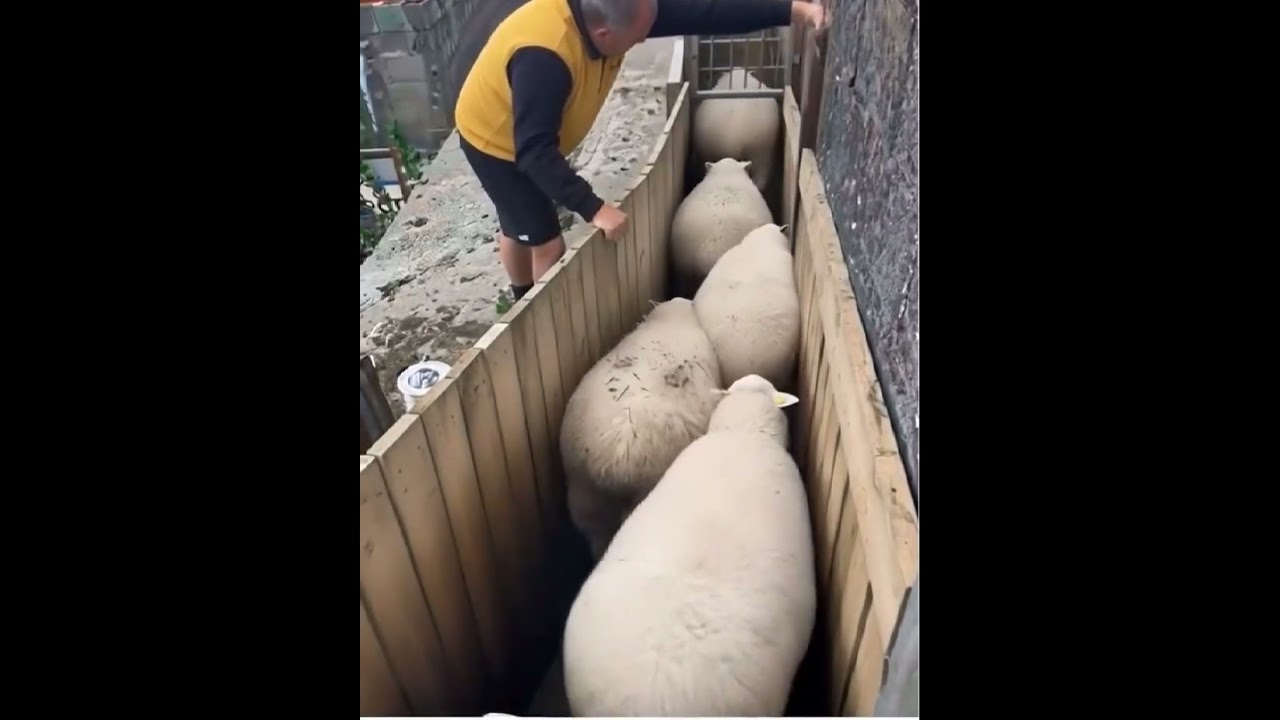 Queue chaos at the sheep gate🐑 