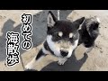初めての海にビビる姿がかわいい豆柴の子犬