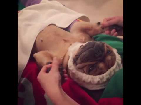 dog getting massage spa