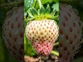 Strawberry Ripening Time Lapse 🍓 | Satisfying Color Change Transformation