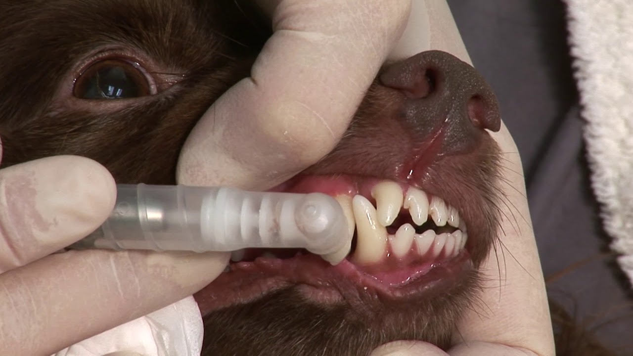 Pet Dental Services