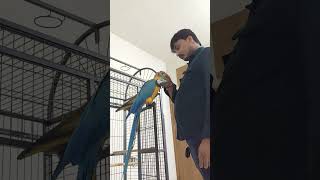 Liza and papa. mastii mood #bluegoldmacaw #birds #parrot #minivlog #ytshorts
