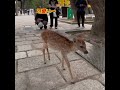 母鹿はお出かけのバンビ #deerpark #奈良公園