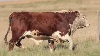 LOTE 19   S 1096 S 1058 on Vimeo