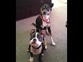 Boston Terrier (Figi) y Toy Manchester Terrier ( Gucci)  Horseplaying の動画、YouTube動画。