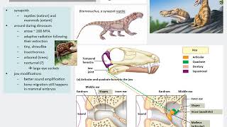 Chapter 29   Vertebrates Mammals