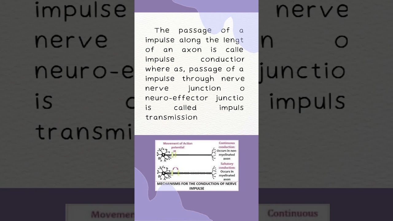 Continuous Conduction Of A Nerve Impulse Occurs