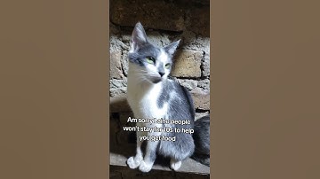 Every bit of your support counts. Click on the links in our bio to donate for any support#cat #help