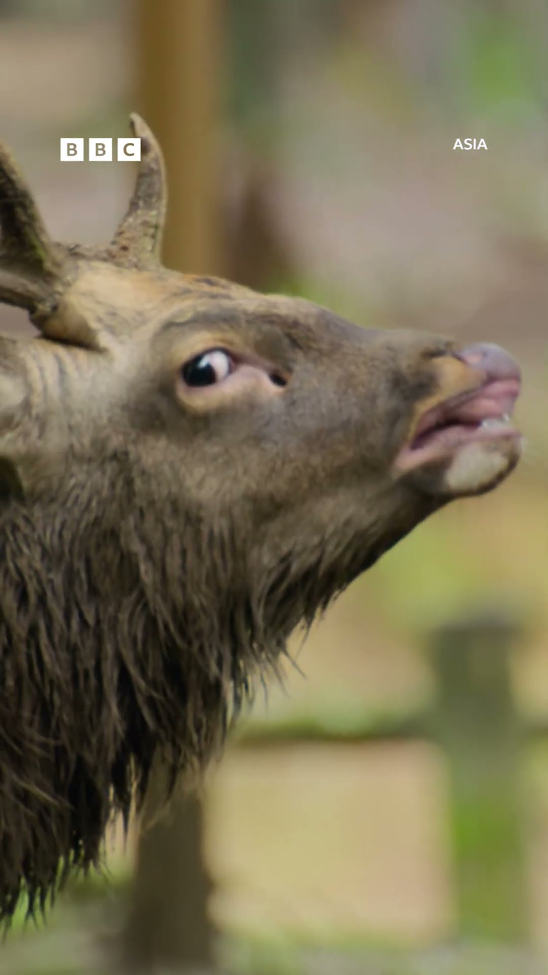 A Nara city deer with no antlers fights back  - BBC