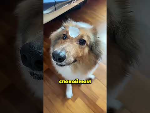 Вот как эти собаки отреагировали на замёрзшую воду 😂